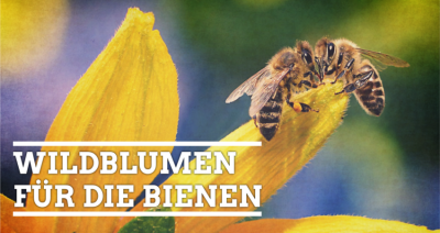 Viel Zustimmung für die Wildblumenaktion